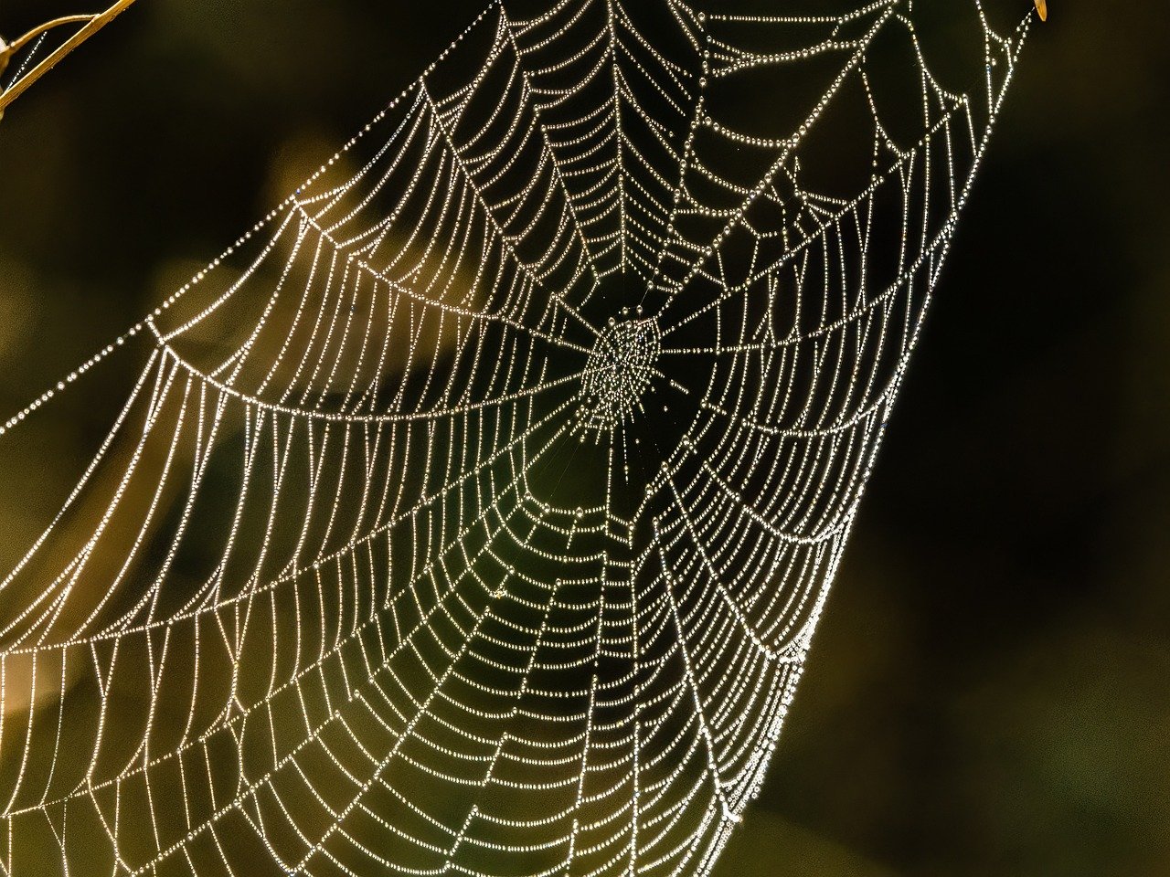 Courtesy of Pixabay