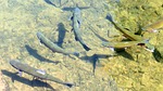 Rainbow Trout Stocking Schedule Updated