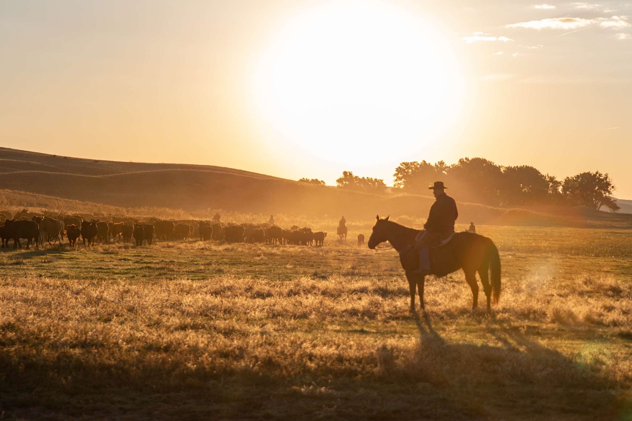 Nebraska Cattlemen (Courtesy Photo)