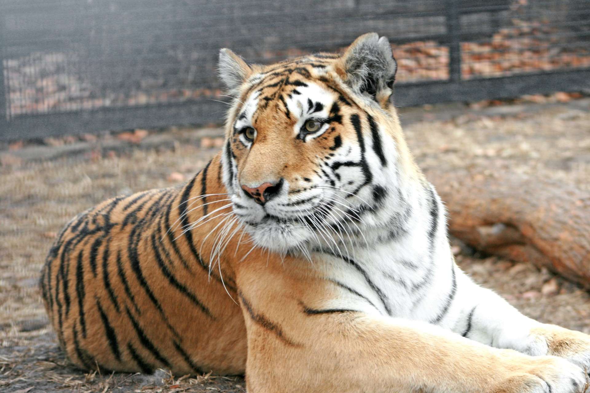 Photo Courtesy Rolling Hills Zoo