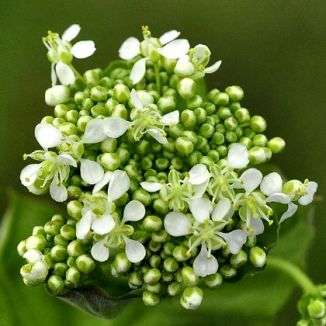 Hoary cress commonly known as whitetop is&nbsp;a creeping perennial that is a member of the mustard family&nbsp;and native to Europe.