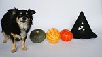 Prevent Halloween pet scares with these tips from a K-State veterinarian