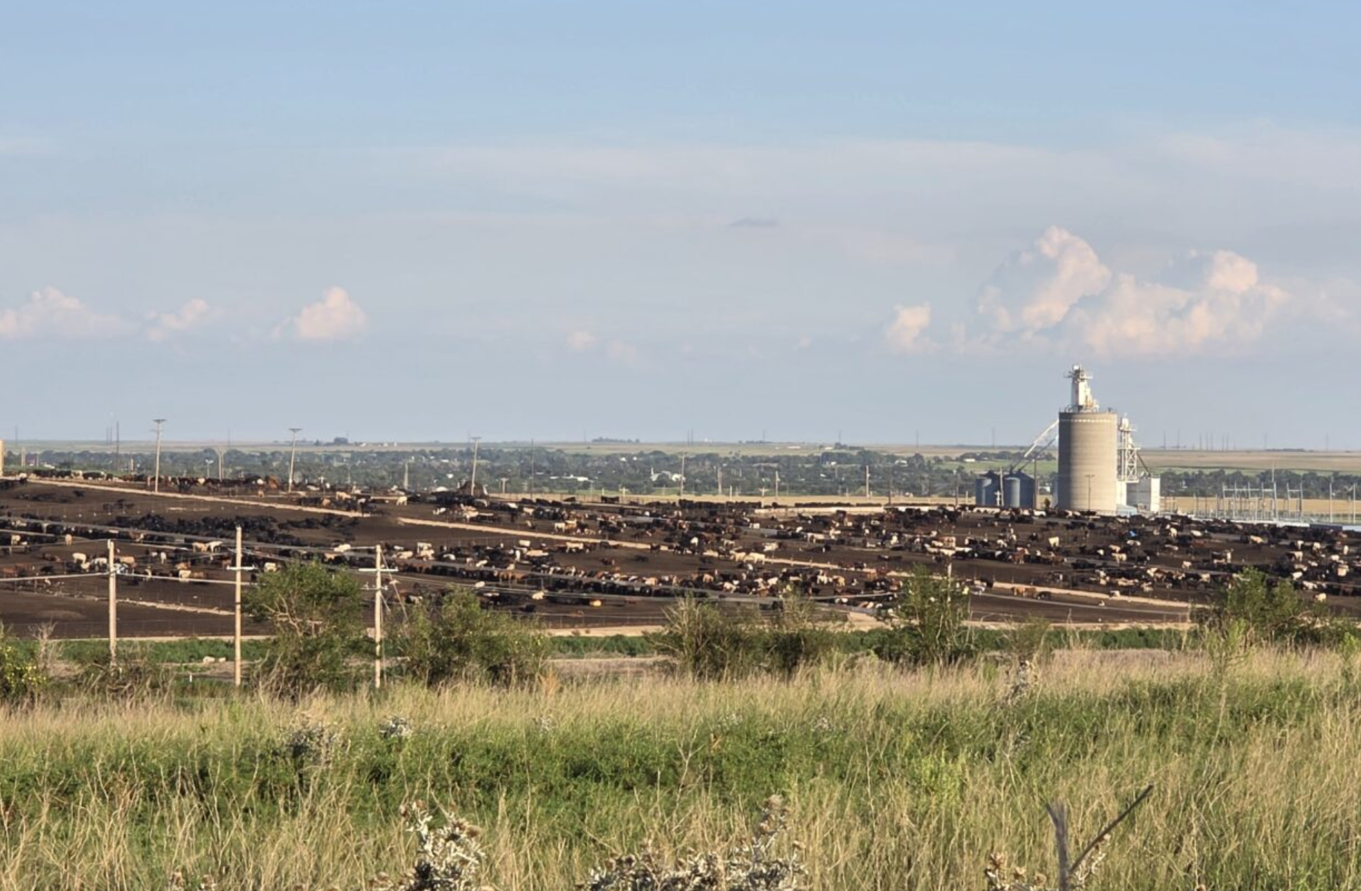 Kansas ranchers are concerned about statements out of Washington, D.C., about importing more beef from Mexico and Argentina and how that affects market prices. (Photo by Morgan Chilson/Kansas Reflector)