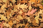 The City of Salina plans on conducting a courtesy curbside leaf pickup beginning 2026
