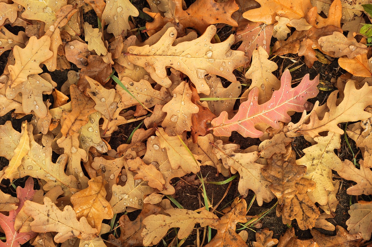 Courtesy Image of Pixabay