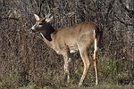 Deer poached and left headless in Saline County outside of rifle season 