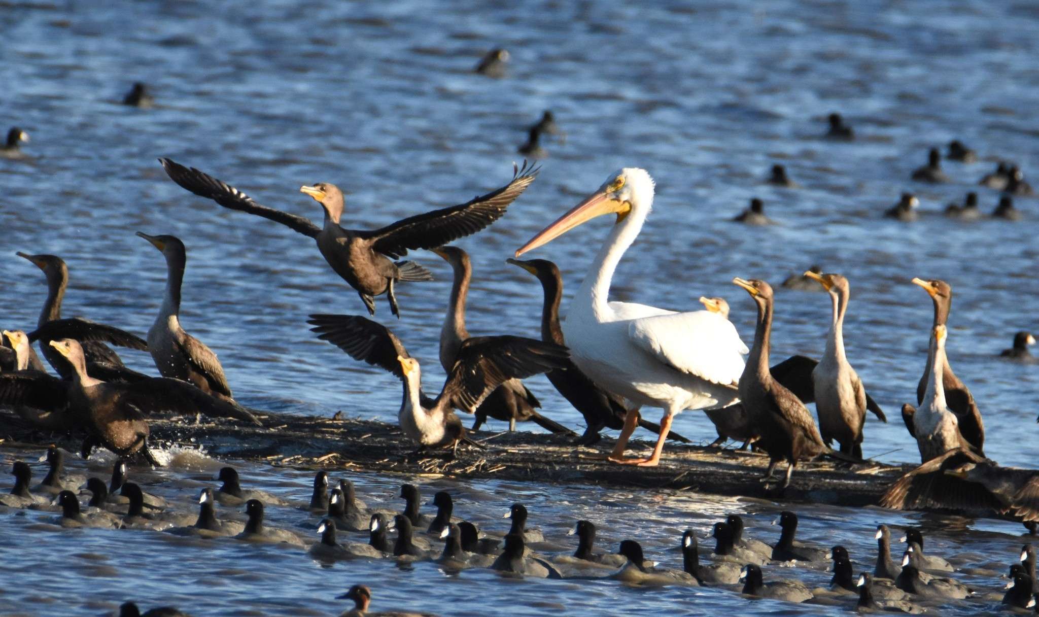 American White pelicans and double-crested cormorants are among the many birds visiting Cheyene Bottoms this month as part of the fall migration. (photo by Mike Courson)