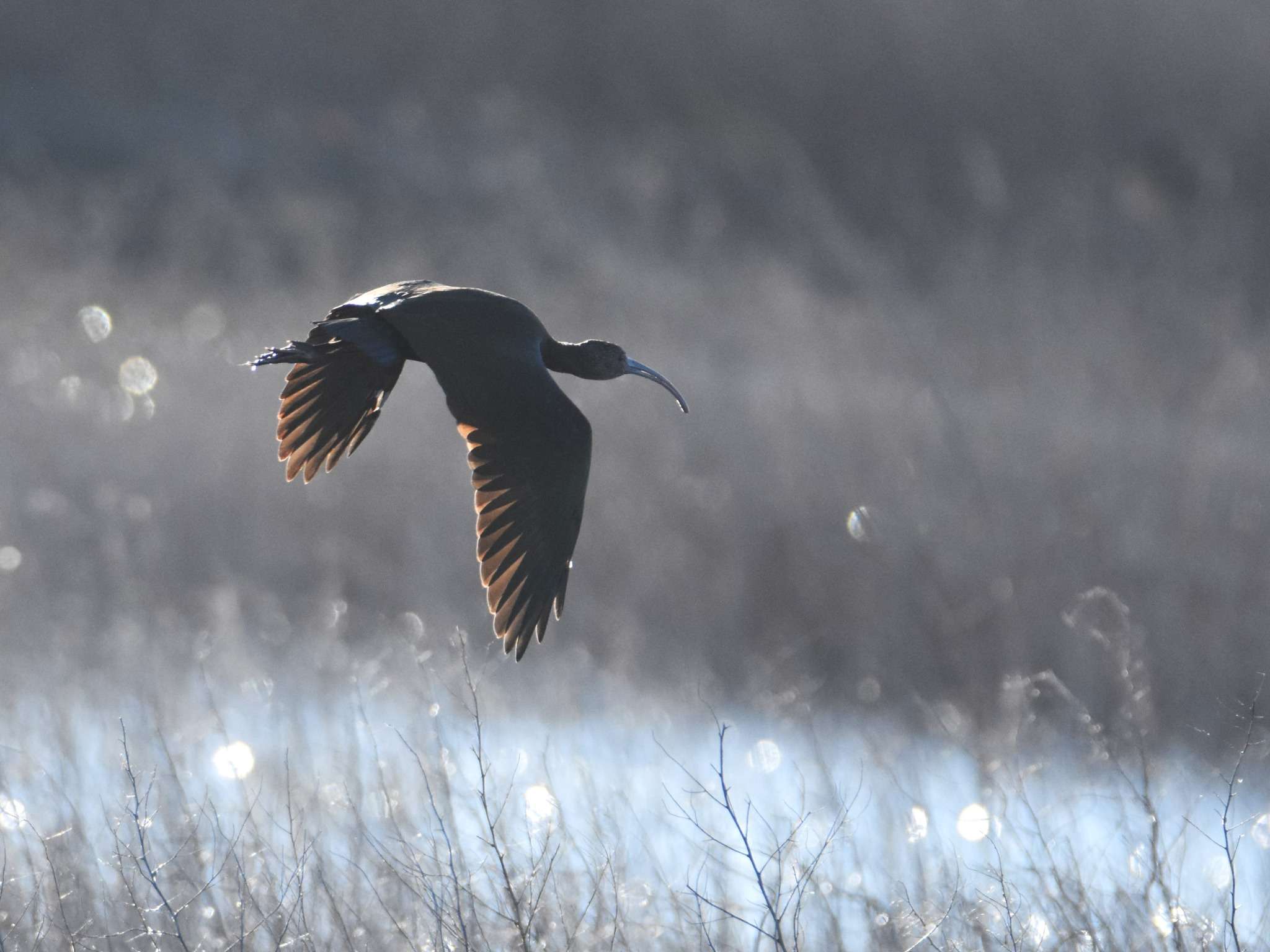 White-faced ibis