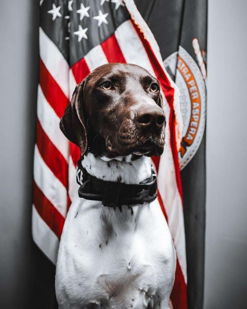 K-9 Strike (Photo courtesy Hutchinson Police)