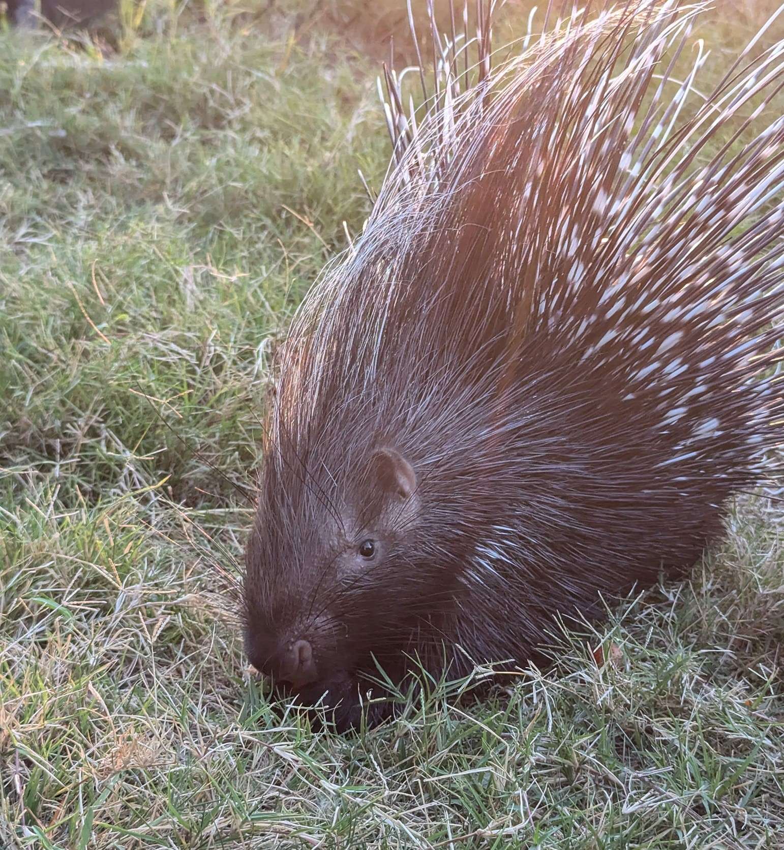 Peaches, an African Crested porcupine. (photo from Brit Spaugh Zoo).