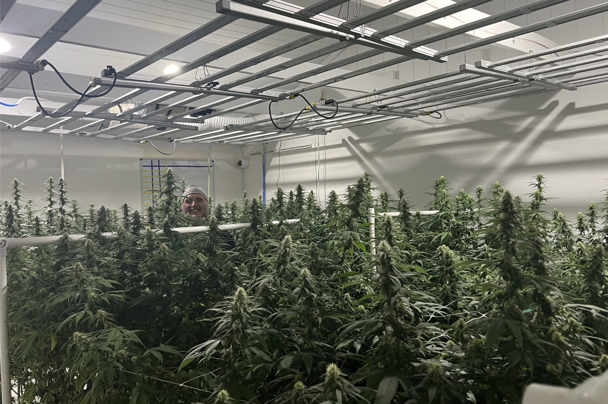 An employee at Ozark Mountain Gypsy wholesale microbusiness tends to the marijuana plants in the greenhouse (photo submitted).