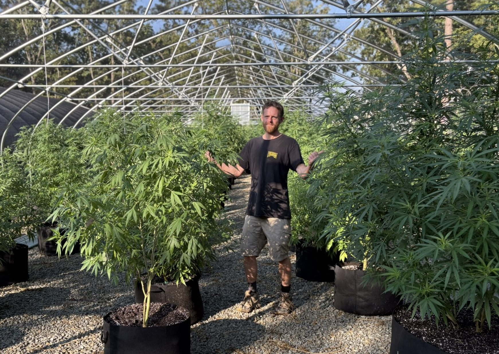  Brenton Ihms, lead grower and part owner of Klondike Cannabis in Farmington, tends to marijuana plants (photo submitted).