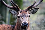Info Sought on Wanton Waste of Deer