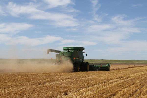 A combine with a weed seed control unit is used during wheat harvest. Photo by Jeremie Kouame/ K-State Research and Extension, Hays
