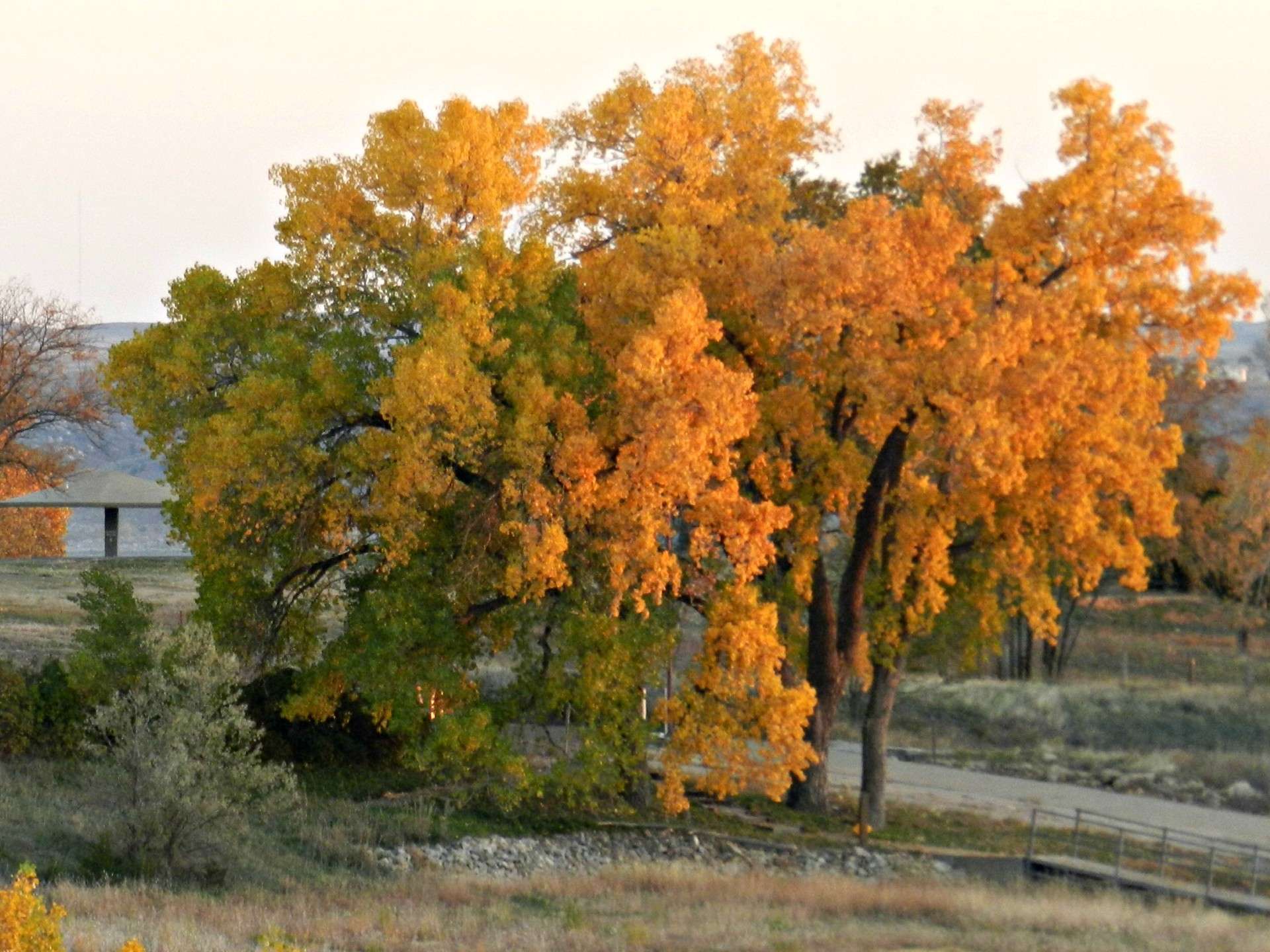 Fall trees on Oct. 21 at Cedar Bluff Reservoir. Photo by Karen Madorin