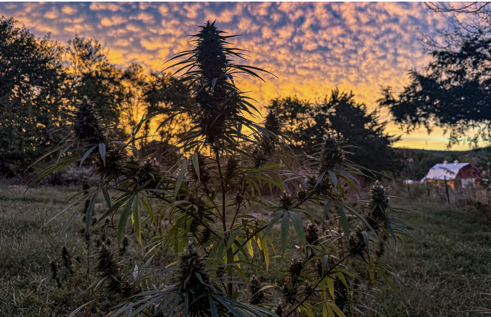 Slaphappy Hemp farm in Rosebud (photo submitted).