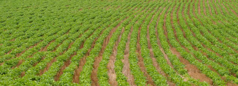 (Photo courtesy K-State Research and Extension News Service)