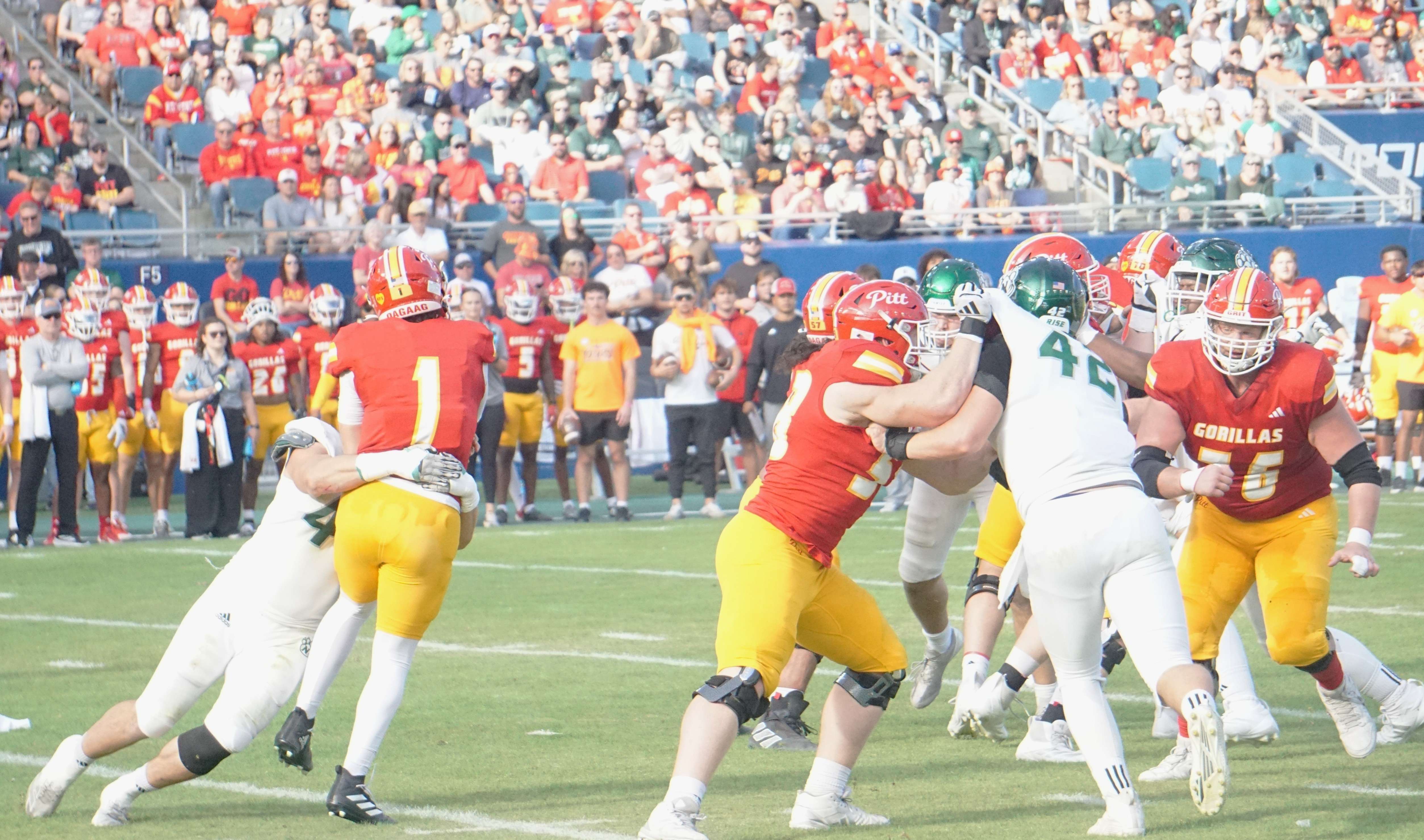 Carter Edwards hits Pittsburgh State quarterback Jackson Berry (1) as Berry gets the ball off for a 78 yard touchdown pass/ Photo by Matt Pike