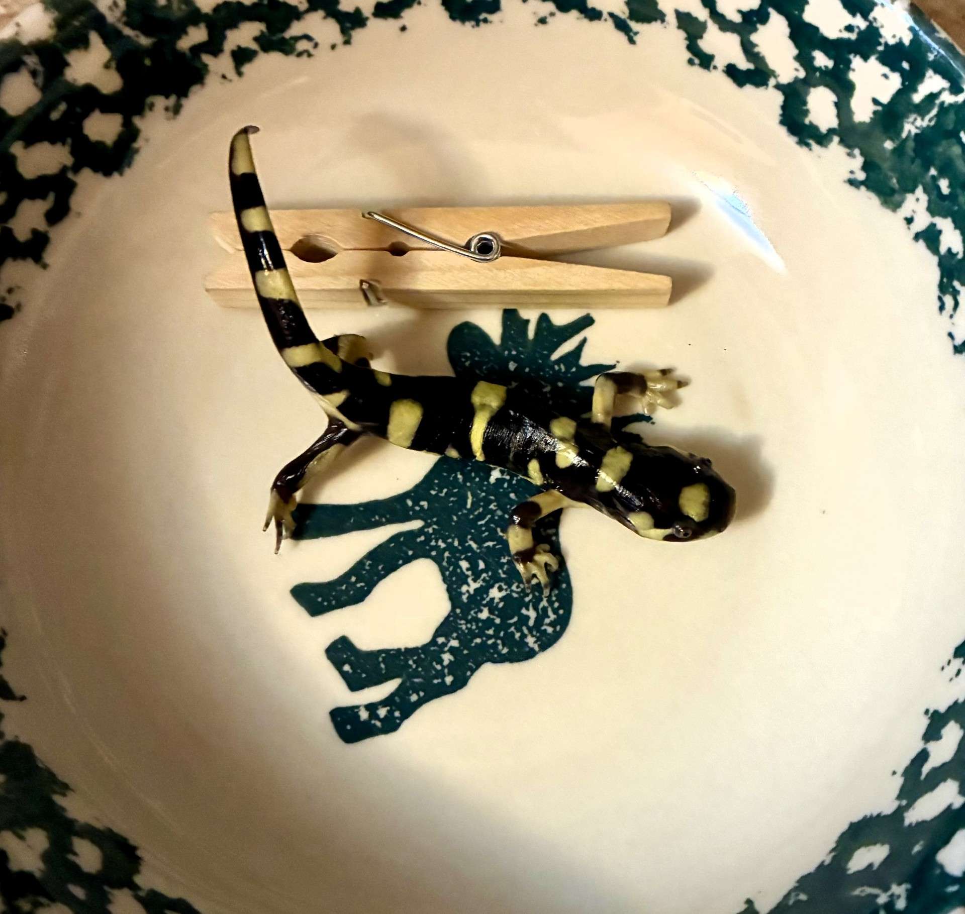 Salamander. Photo by Karen Madorin