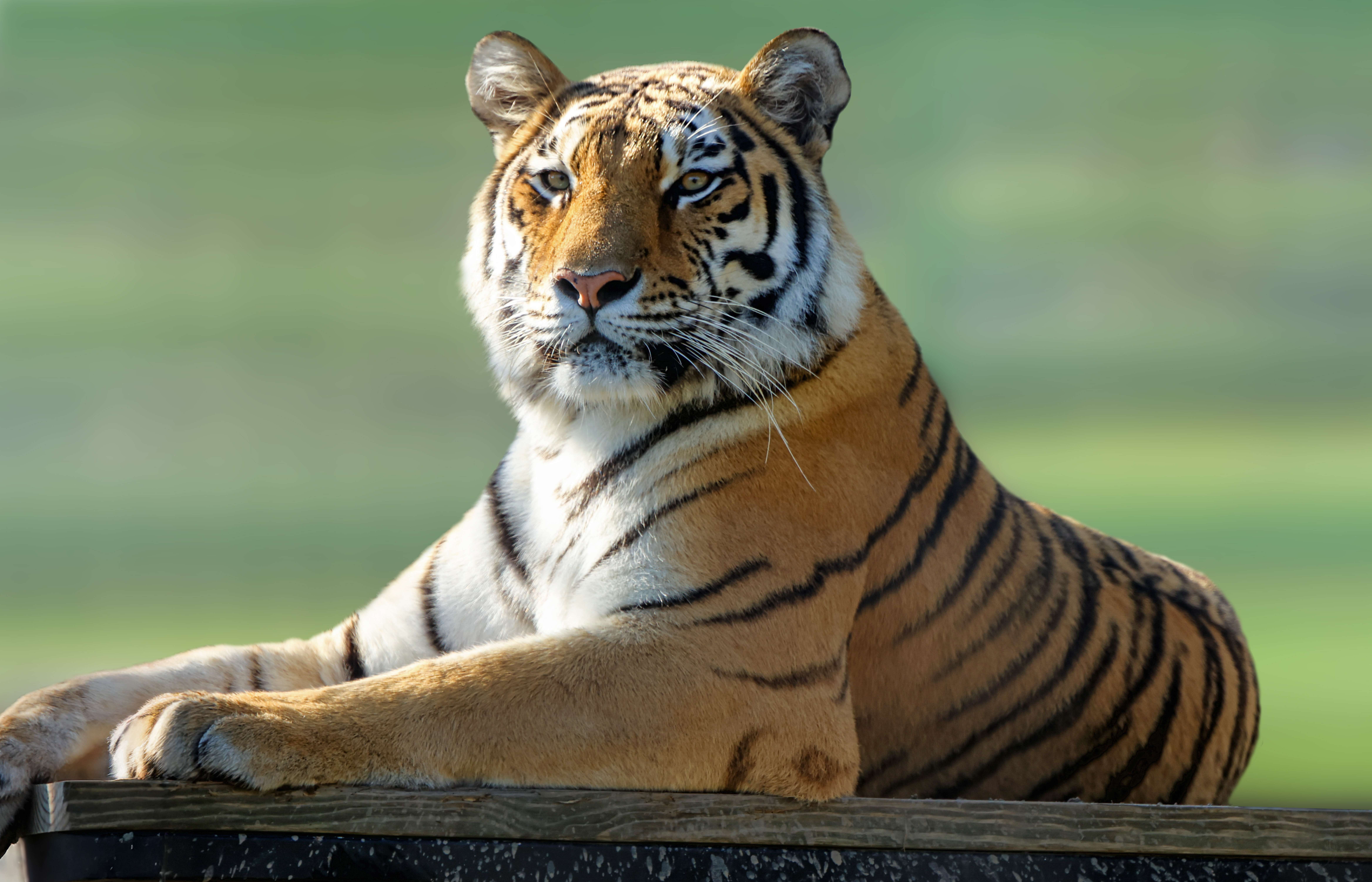 Viktoria, Amur Tiger. Photo courtesy of Rolling Hills Zoo