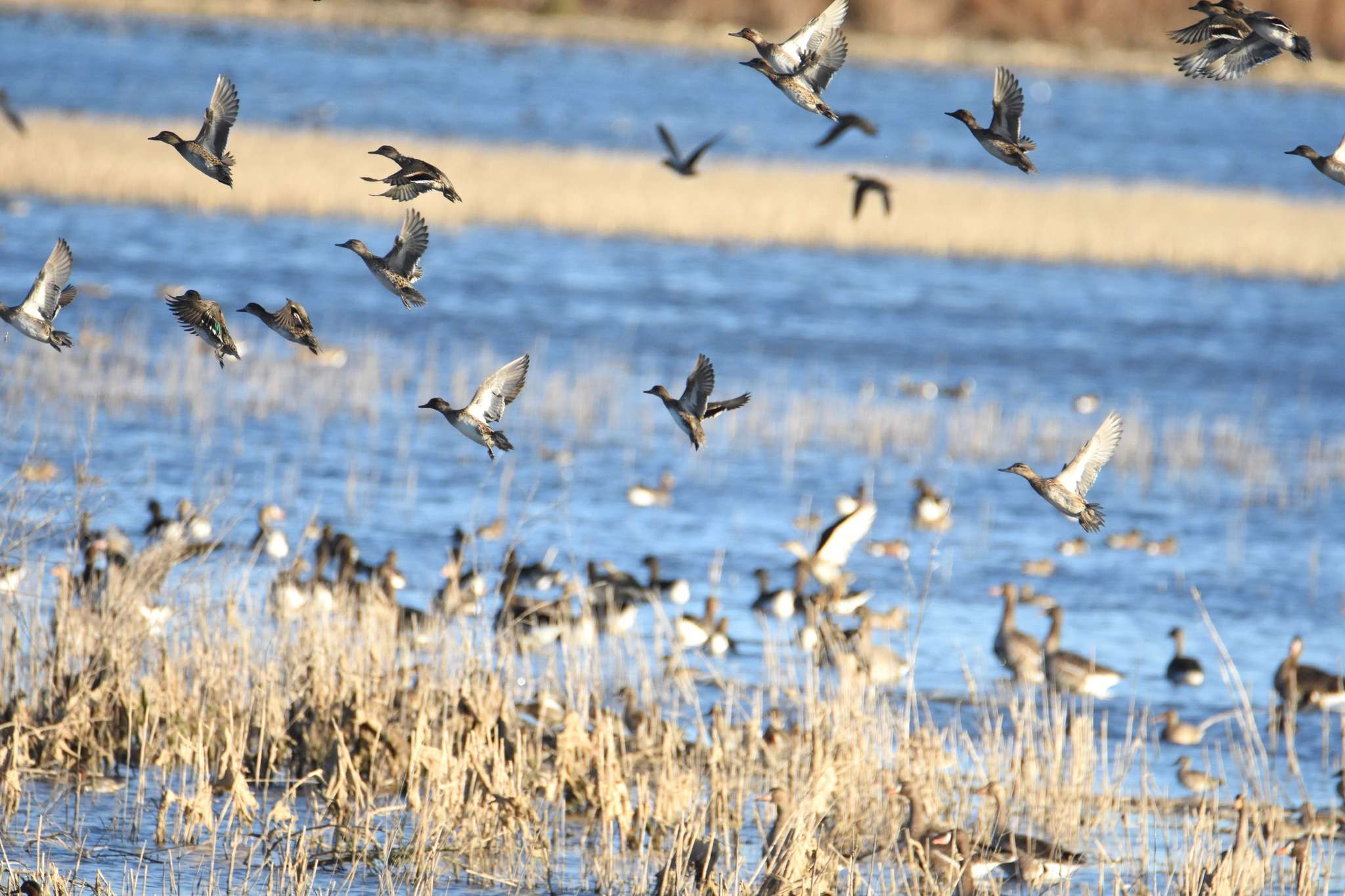 Wagner: Increased duck populations have not led to more hunters at Cheyenne Bottoms