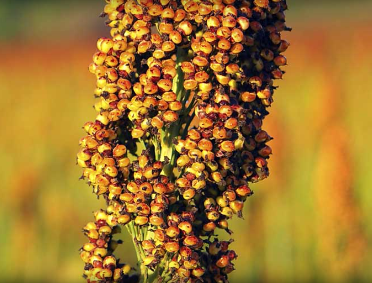 Sorghum. Courtesy photo