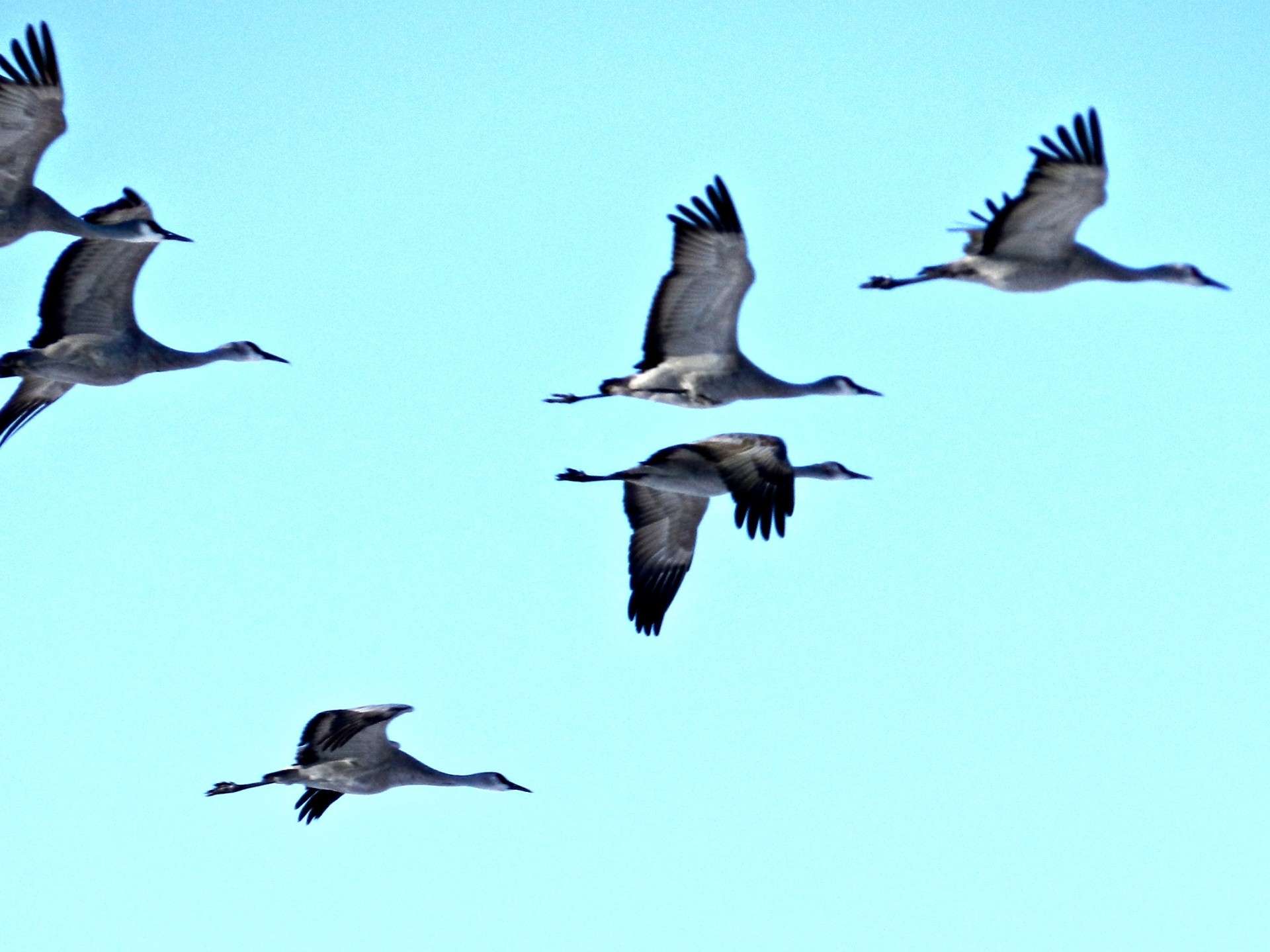 Cranes. Photo by Karen Madorin
