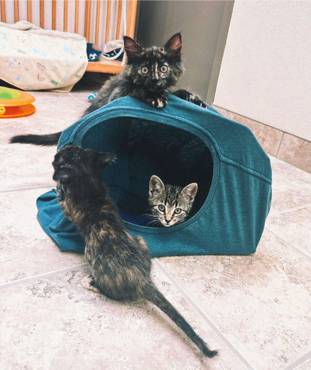 Girl Scout Troop 11298. Courtesy photo