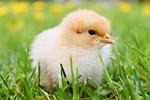 KDA reminds poultry owners of avian influenza risk