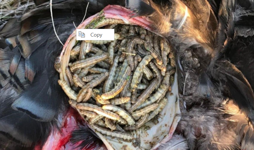 Figure 11. Turkey crop after feeding on army cutworm larvae in a wheat field. Photo by K-State Entomology.