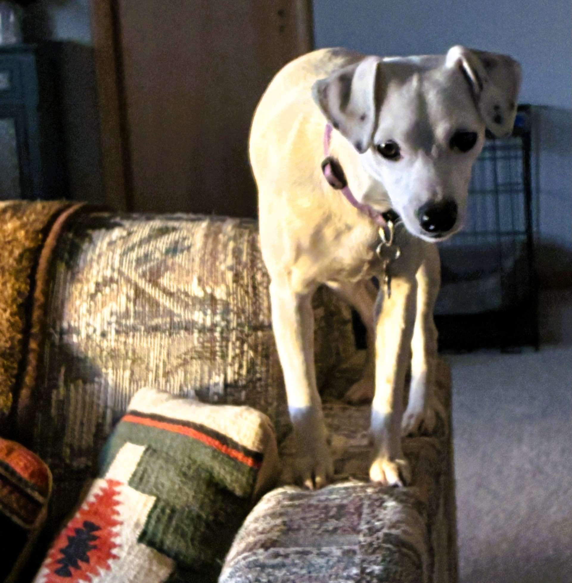 Miss Naughty Pants. Photo by Karen Madorin