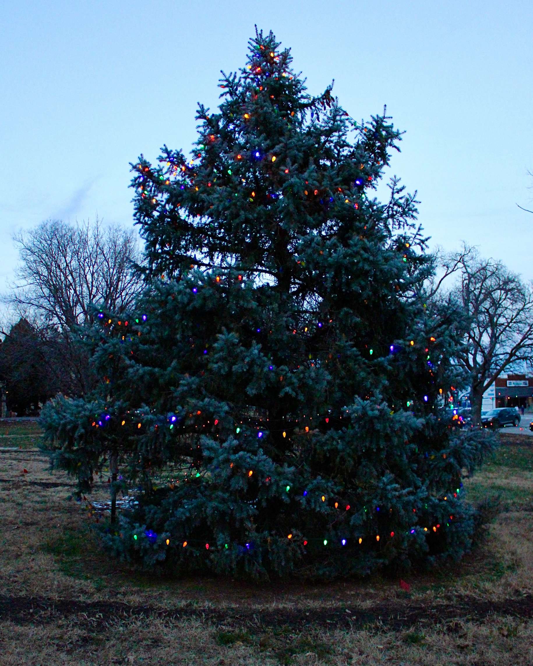 The Christmas tree located outside of Fort Hays State University's Sheridan Hall. Photo by Tony Guerrero/Hays Post