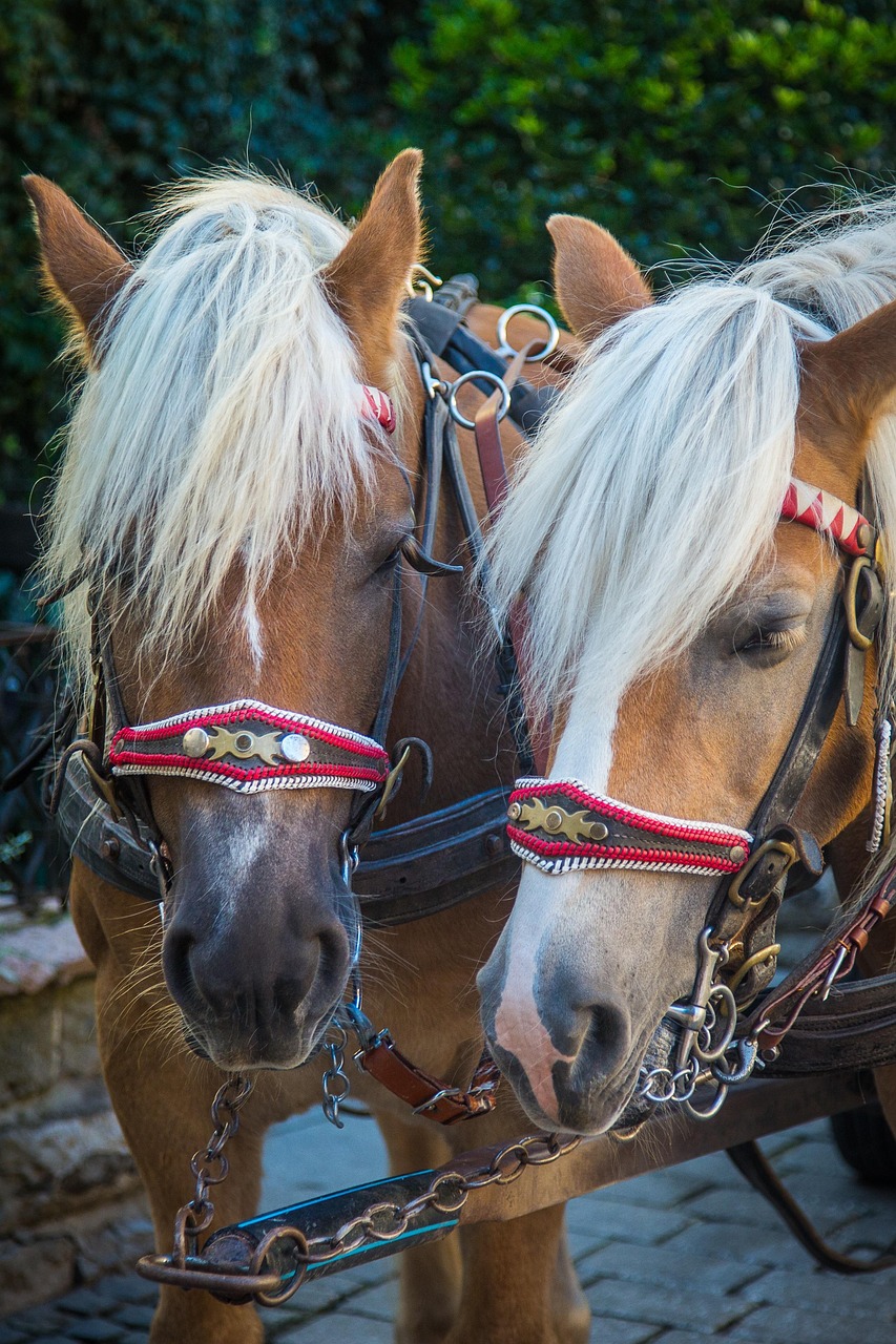 Image courtesy of Pixabay