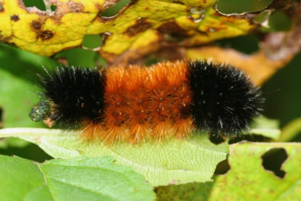 Woolly bears overwinter as cold-hardy caterpillars. Photo by IronChris, Wiki.
