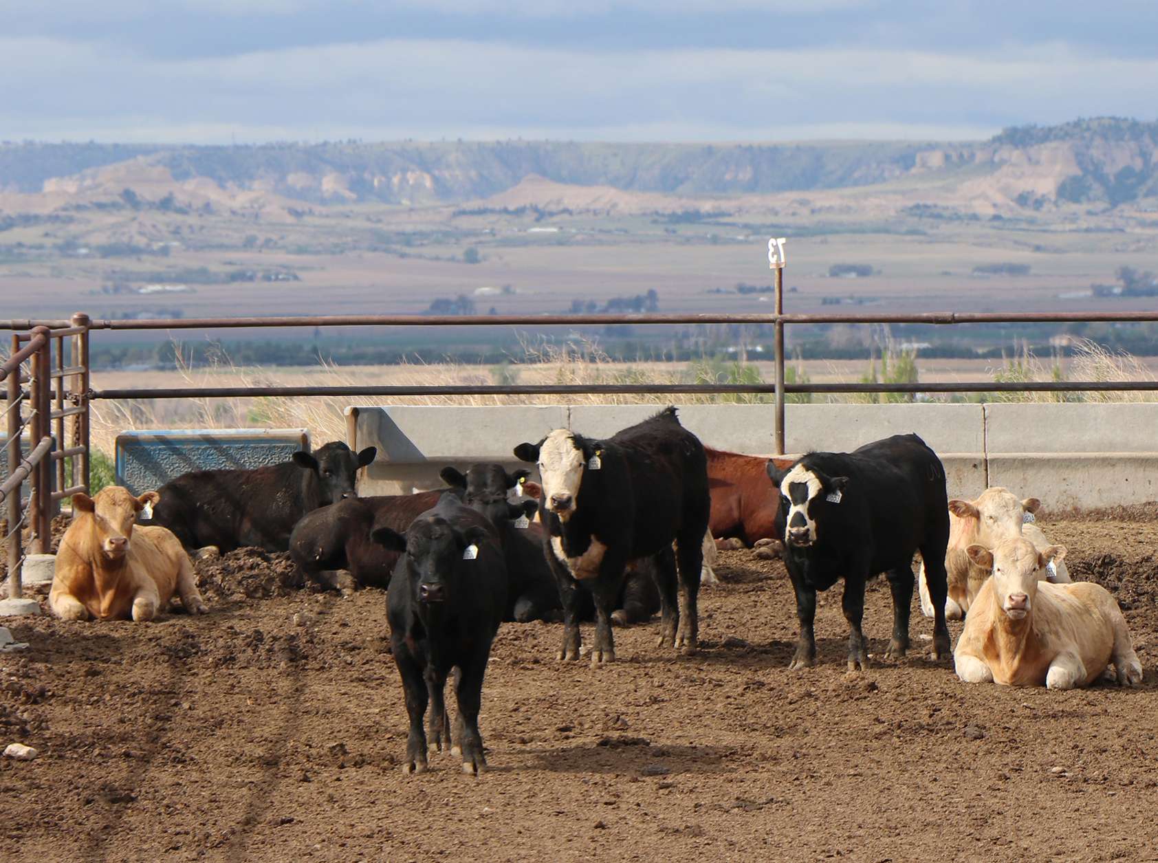 Livestock producers need to consider management of cattle in confinement before turning them out to grass. Photo by Chabella Guzman
