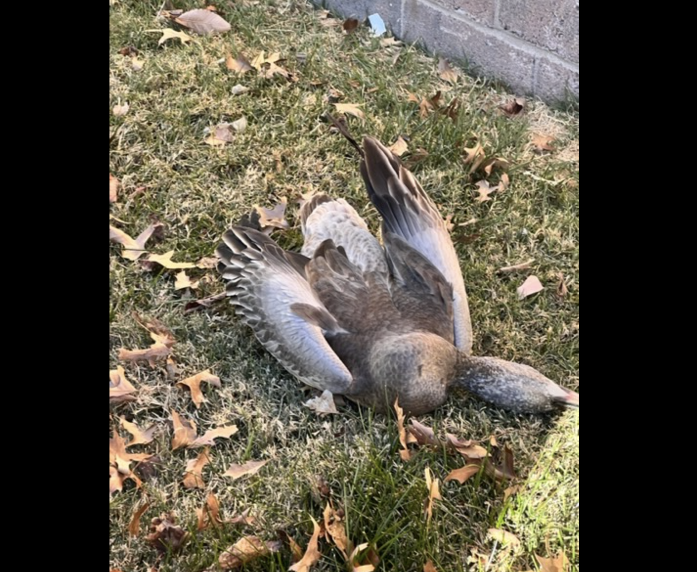 Photo Operation Wildlife