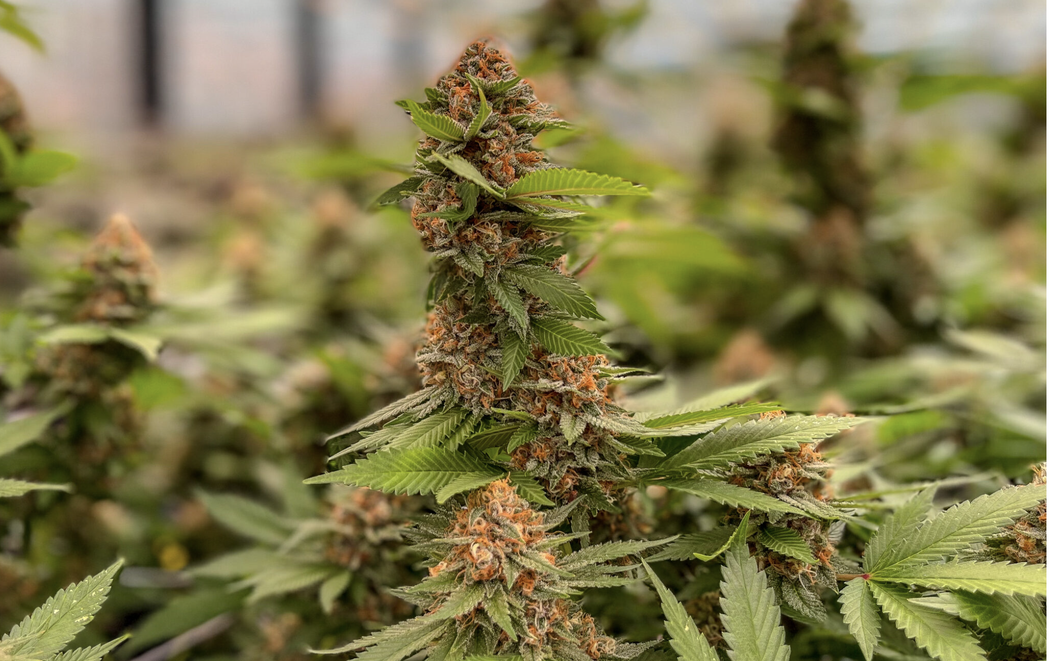 Of the 105 microbusiness licenses issued so far, 35 have been revoked, including 22 that involved contracts drafted by St. Louis-based Armstrong Teasdale law firm (Rebecca Rivas/Missouri Independent).