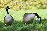 SWNPHD: Bird Flu Found in Wild Geese