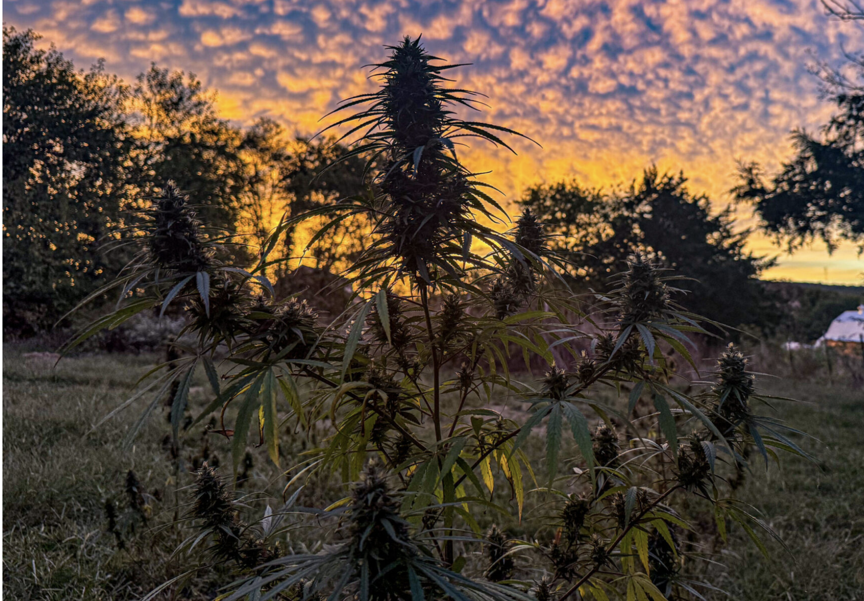  Slaphappy Hemp farm in Rosebud (photo submitted).