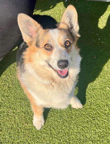 Acadia - Hutchinson Animal Shelter