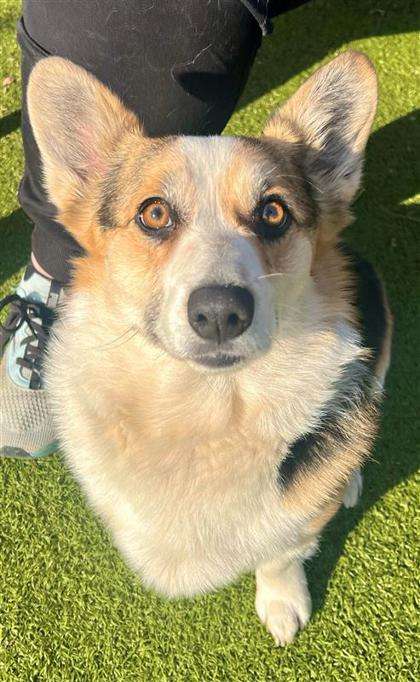 Acadia - Hutchinson Animal Shelter