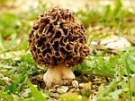 Morel mushroom season has begun in Nebraska
