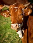 It’s Fair season: Keeping animals cool at county shows 