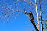 Panhandle Tree Service completing tree trimming in Alliance 