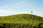 AG real estate values remain resilient despite tight farm margins