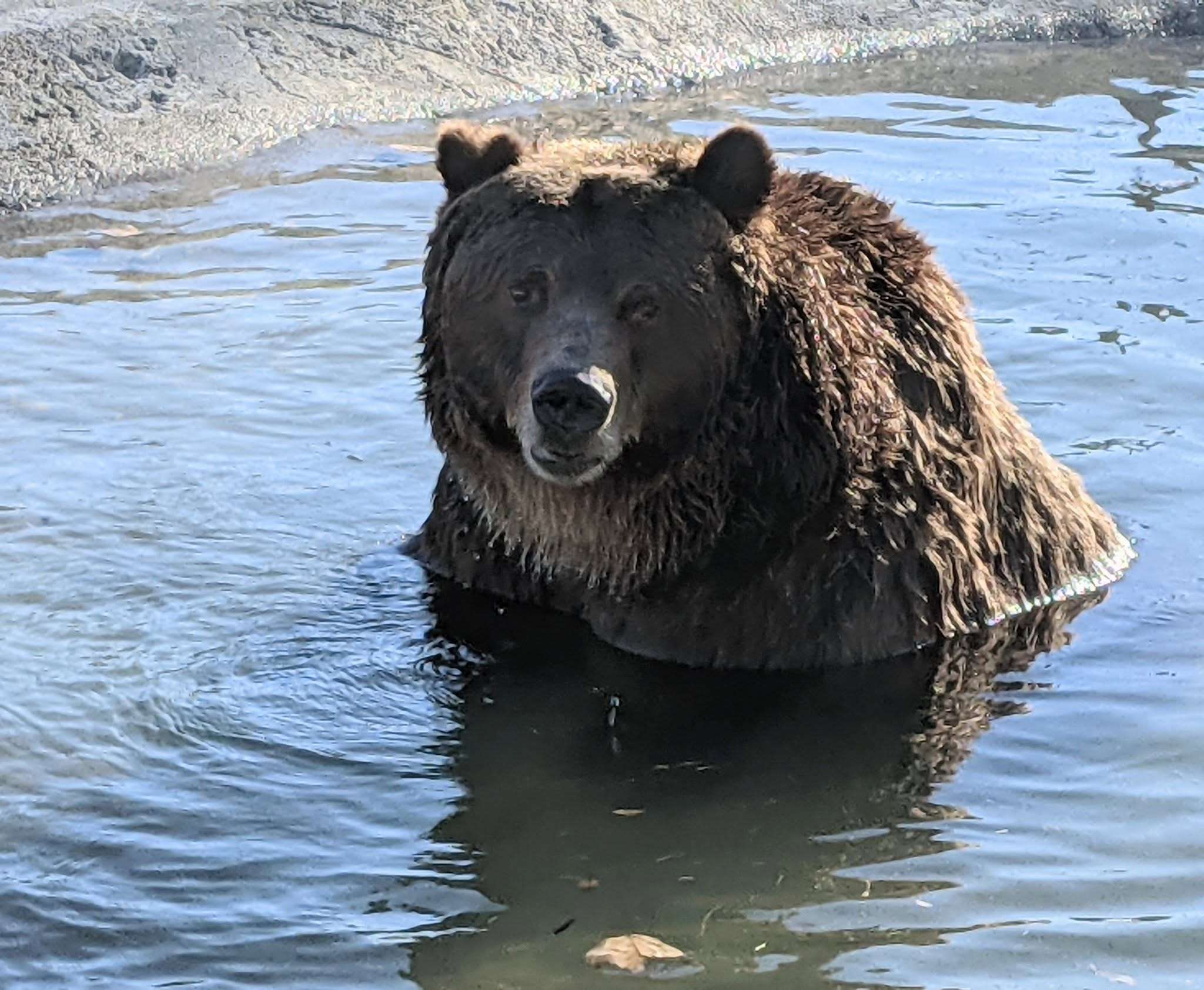 Arriving in 1991 to the Great Bend Brit Spaugh Zoo, Max the grizzly bear passed away on June 24, 2025.