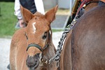 Contestants announced for Ellis County Fair Rodeo Pageant