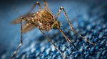 Panhandle mosquitoes test positive for West Nile virus