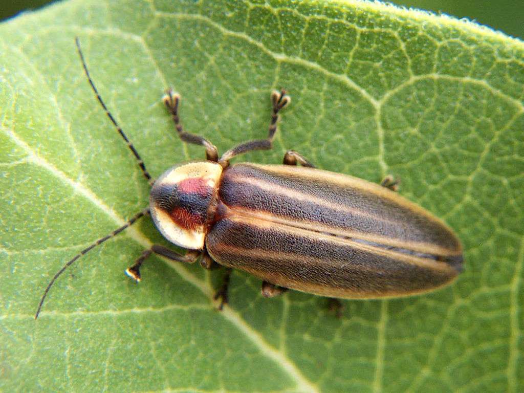 Firefly. Photo by Bruce Marlin