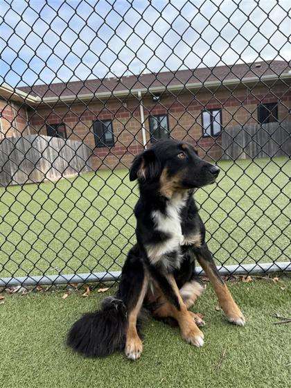 Snowdrop - Photo courtesy Hutchinson Animal Shelter
